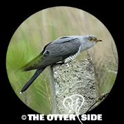 Common Cuckoo