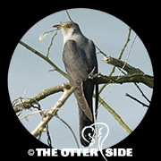 Oriental Cuckoo