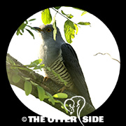 Oriental Cuckoo