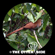 Squirrel Cuckoo