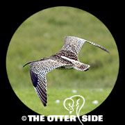 Eurasian Curlew