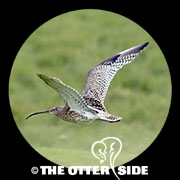 Eurasian Curlew