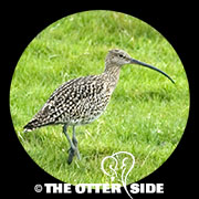 Eurasian Curlew
