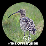 Eurasian Curlew