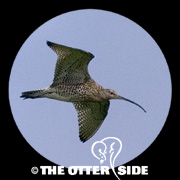 Eurasian Curlew