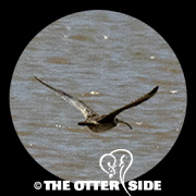 Far Eastern Curlew