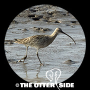 Far Eastern Curlew
