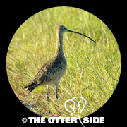 Long-billed Curlew