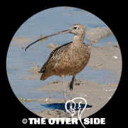 Long-billed Curlew
