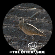 Long-billed Curlew