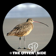 Long-billed Curlew