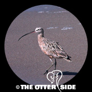 Long-billed Curlew