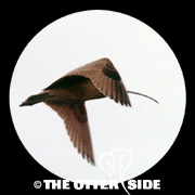 Long-billed Curlew