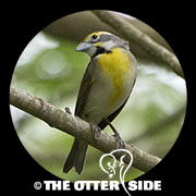 Dickcissel