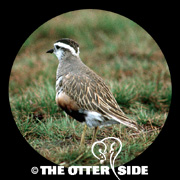 Eurasian Dotterel