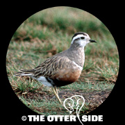 Eurasian Dotterel