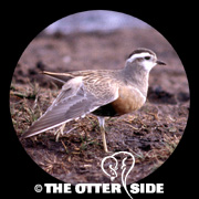 Eurasian Dotterel
