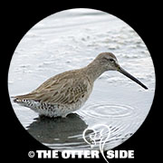 Long-billed Dowitcher