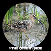 Long-billed Dowitcher