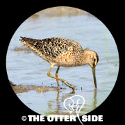 Long-billed Dowitcher