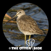Long-billed Dowitcher