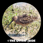 Long-billed Dowitcher