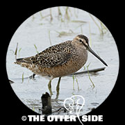 Long-billed Dowitcher
