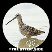 Long-billed Dowitcher