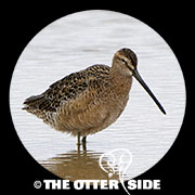Long-billed Dowitcher