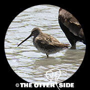 Long-billed Dowitcher