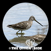 Long-billed Dowitcher