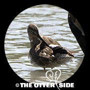 Long-billed Dowitcher