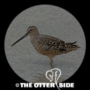 Long-billed Dowitcher
