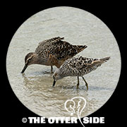 Long-billed Dowitcher