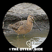 Long-billed Dowitcher