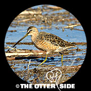 Long-billed Dowitcher