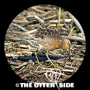 Long-billed Dowitcher