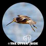 Long-billed Dowitcher