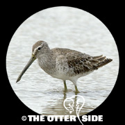 Short-billed Dowitcher - sp.