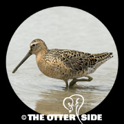Short-billed Dowitcher - sp.