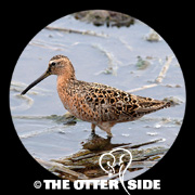 Short-billed Dowitcher - sp.