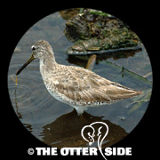 Short-billed Dowitcher - sp.