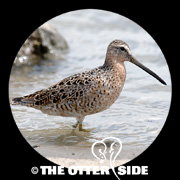 Short-billed Dowitcher - sp.