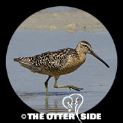 Short-billed Dowitcher - sp.