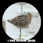 Short-billed Dowitcher - sp.