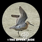 Short-billed Dowitcher - sp.