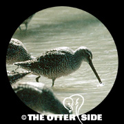 Long-billed Dowitcher