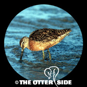 Long-billed Dowitcher