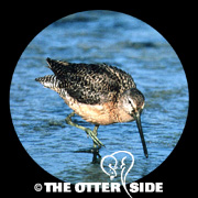 Long-billed Dowitcher