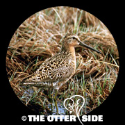 Short-billed Dowitcher - Prairie